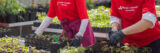 two people in red shirts holding cartons of young plants