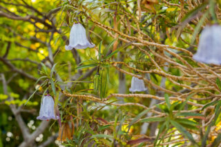 Blue bell-shaped flowers hanging on branches filled with green leaves.