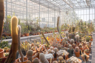 An assortment of cacti and succulents on a table in the Greenhouse.