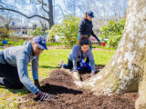 two people are putting down soil in front of a large tree; a third person in the background walks towards the tree