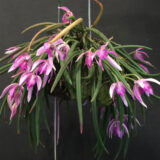 light pink orchids hang down in a basket mounted on a black backdrop