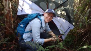 A woman with a blue backpack crouches near a patch of ferns to conduct measurements for research.