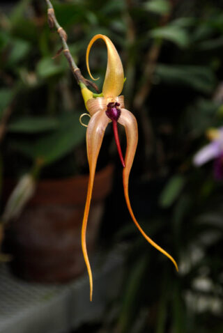 A close-up image of an orchid with three long orange petals and a dark purple center.