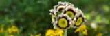 Purple and white flowers bloom in the sun