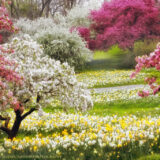 A view of a sunny field of yellow and white flowers, bordered by flowering trees in white and fuchsia