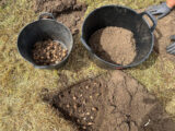 People plant flowering bulbs in a hole dug in the ground