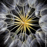 A close-up image of a yellow and white dandelion seedhead