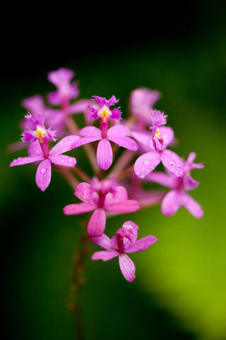 A detailed close-up image of a cluster of small pink orchids with dewdrops on them.