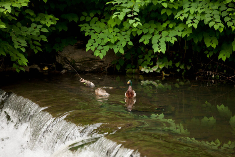 Two ducks feed on the surface of a river