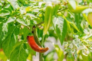 A red chili pepper hanging from a green stem.