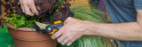 A person holds up a gardening tool to prune a plant.