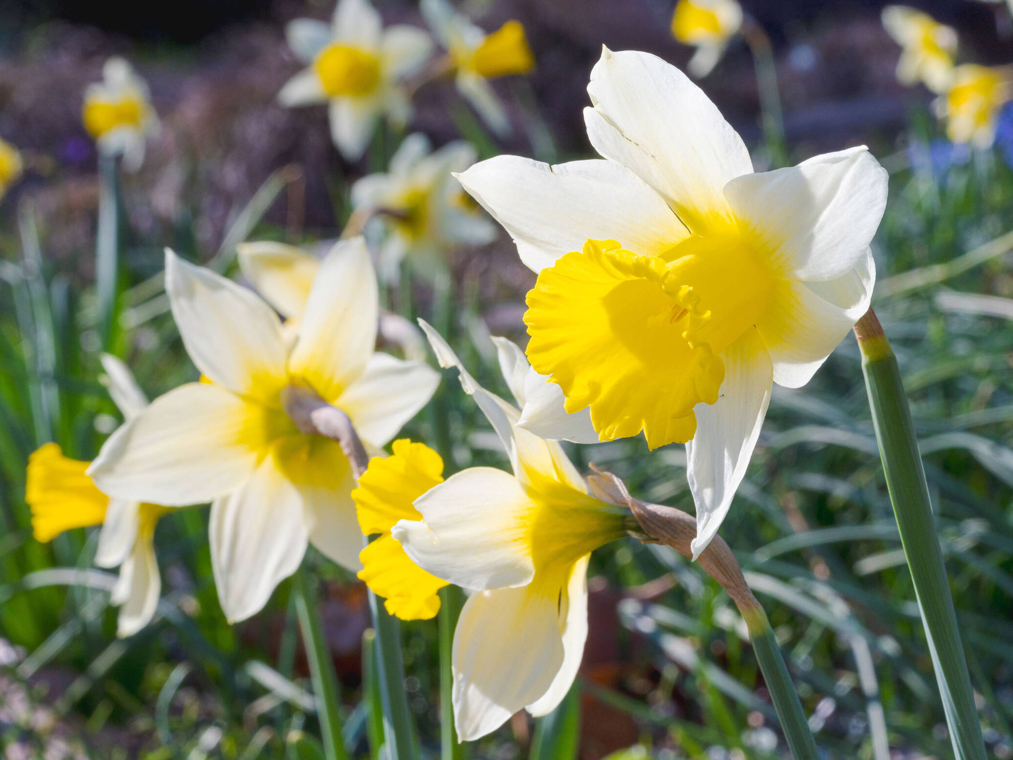 White and yellow flowers bloom in the sunlight