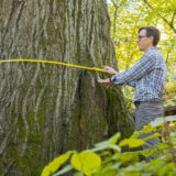 An NYBG scientist measuring a tree's circumference