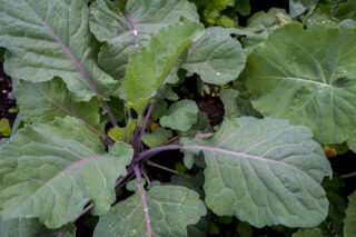 A low-growing plant with big green leaves and purple stems.