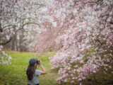 A person with long dark hair photographs pink and white flowering trees
