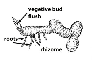 An illustration of a rhizome with arrows pointing to the vegetive bud flush, roots, and rhizome.