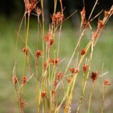A close up photo of a new species of beaksedge, rhynchospora mesoatlantica with tall stalks and bursts of red flowers