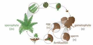 A graph illustrating the fern reproductive cycle.