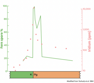 A graph indicating the correlation between the fern spore spike and the iridium anomaly.