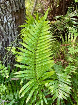 A big green fern growing near the bottom of a tree.