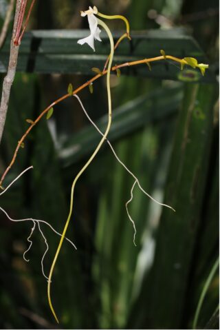 A white orchid with long white tendrils coming from it.