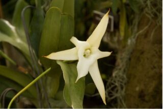 A white flower with six pointed petals.