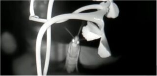 An image at night of a moth flying toward a white orchid.