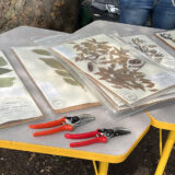 A variety of herbarium specimens arrayed on a table