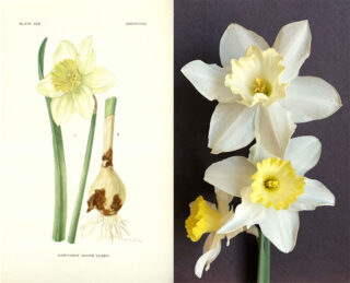 A botanical illustration of a white daffodil beside an image of a real daffodil.