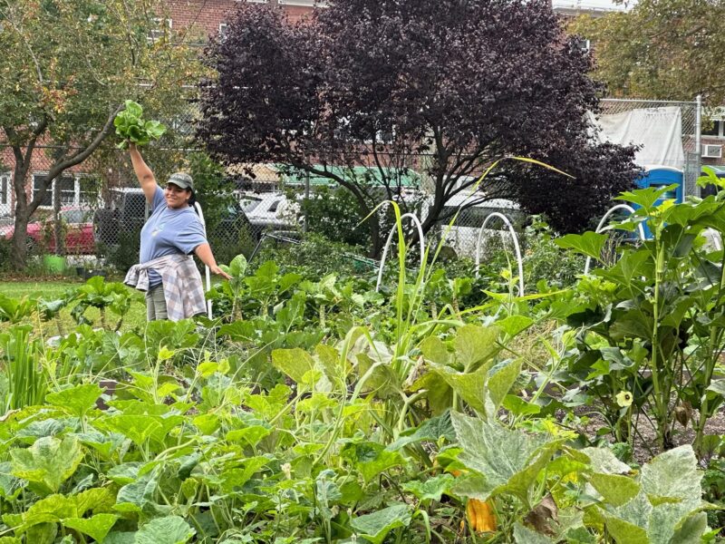 A person poses for a photo as they harvest greens in a community garden
