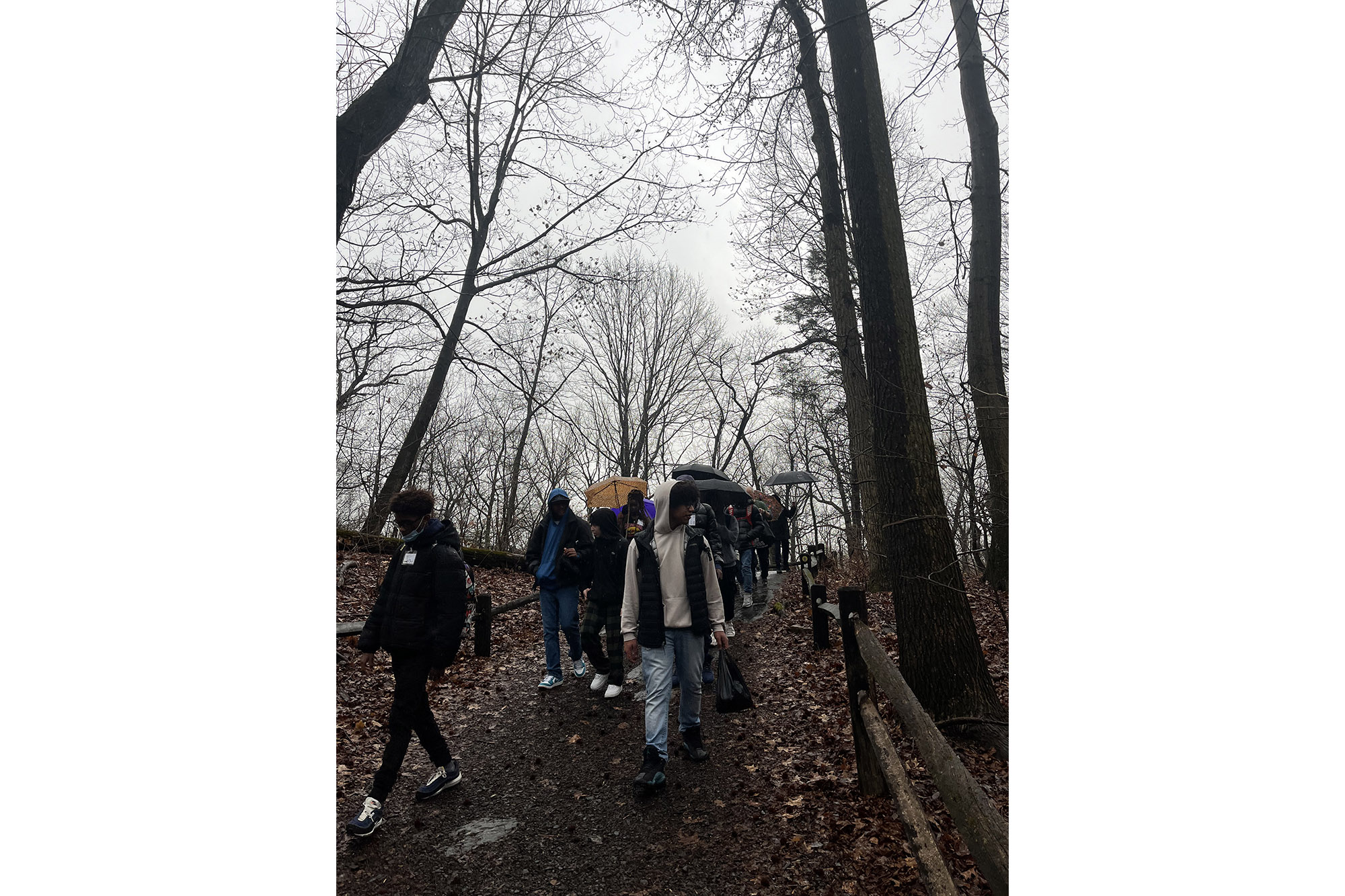 High school students explore a forest on a gray day