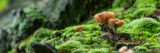 Small brown mushrooms grow among green moss