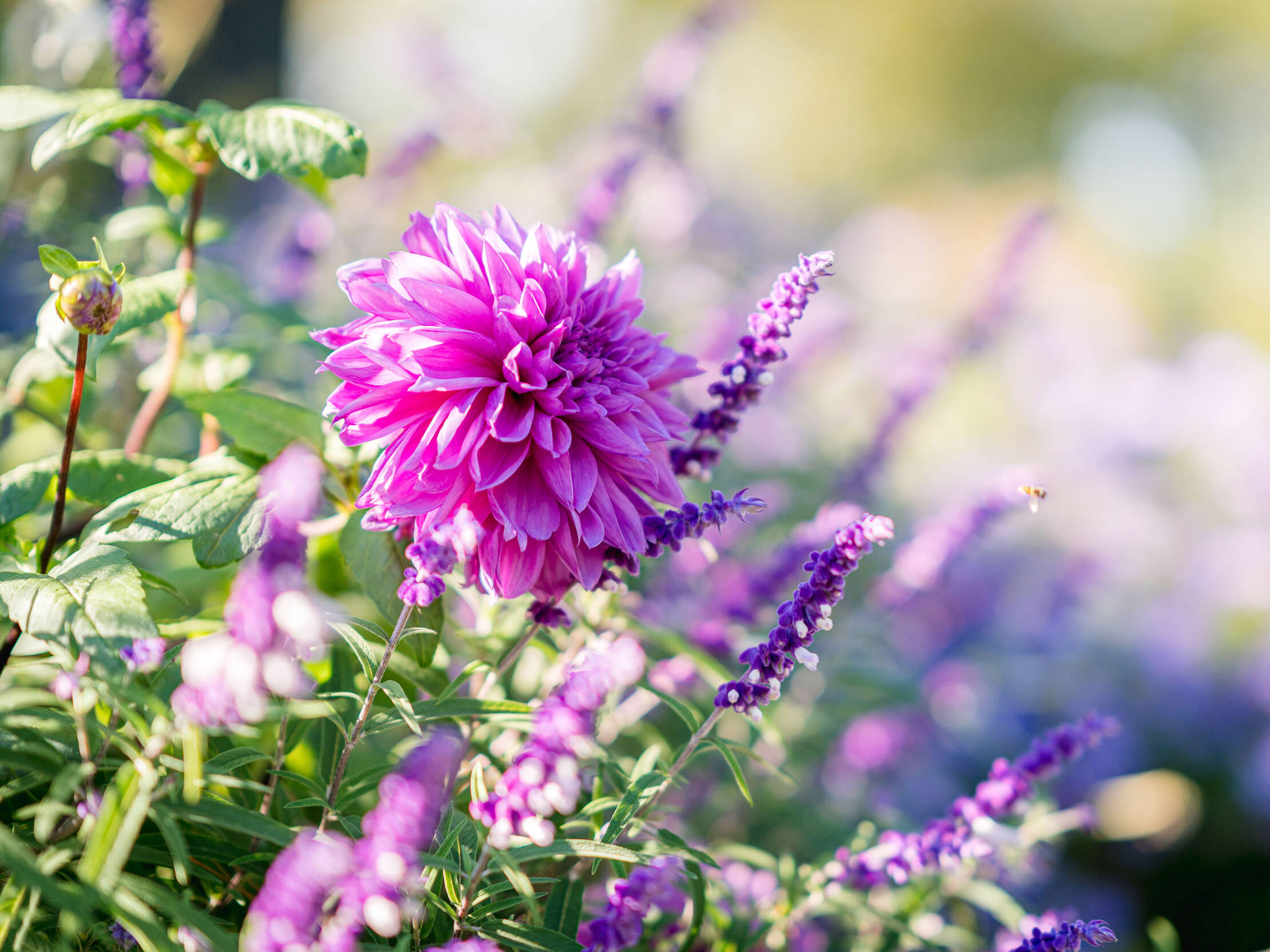 Vivid purple flowers bloom in the sunlight