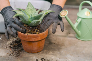 Two gloved hands place a green succulent into a brown clay pot.