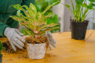 Two gloved hands put a green leafy plant into a gray stone pot.