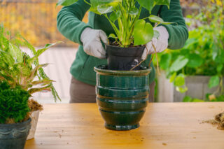 A woman with gloved hands puts a bright green and leafy plant into a large turquoise clay pot.