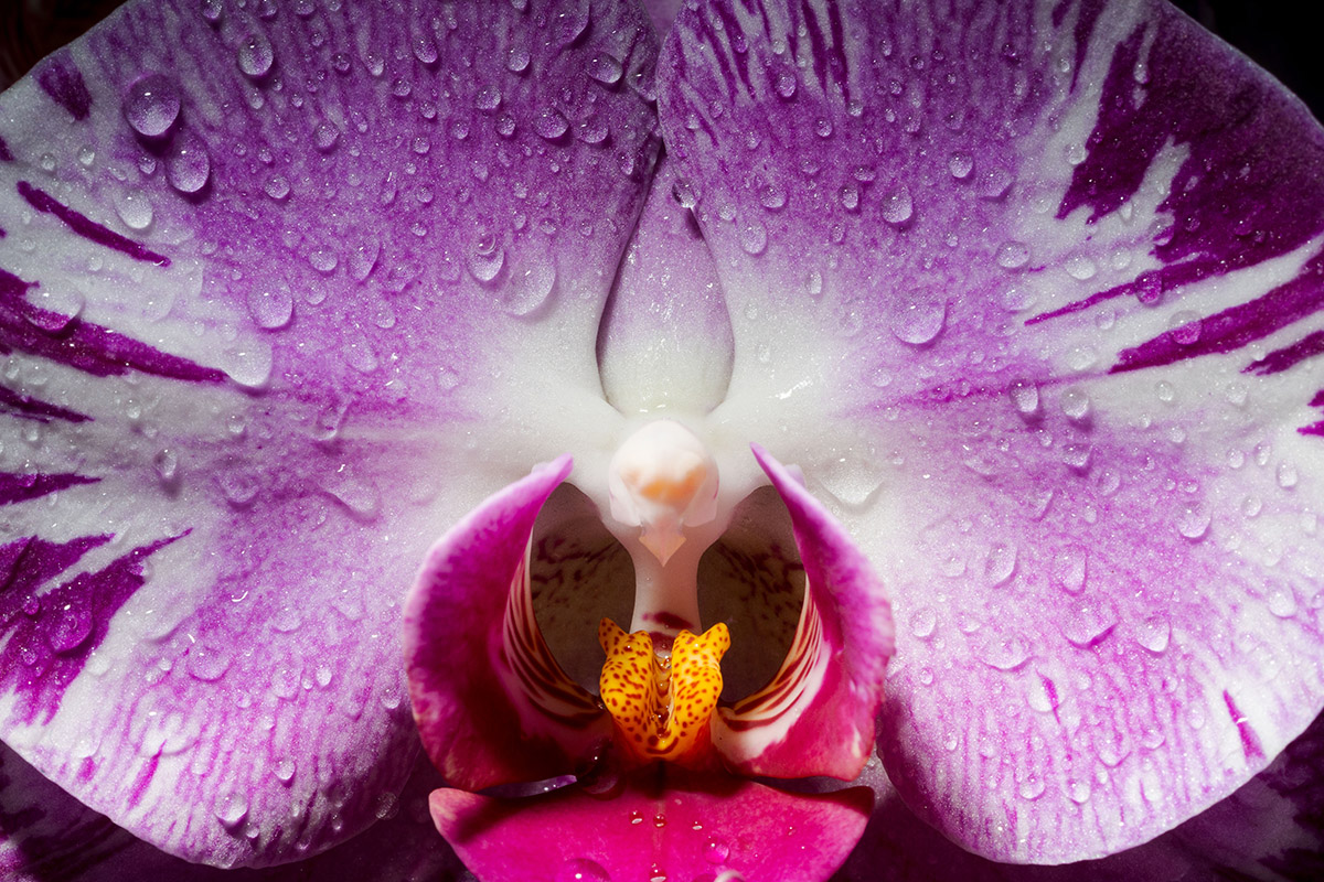 A purple, white, and pink flower covered in water droplets
