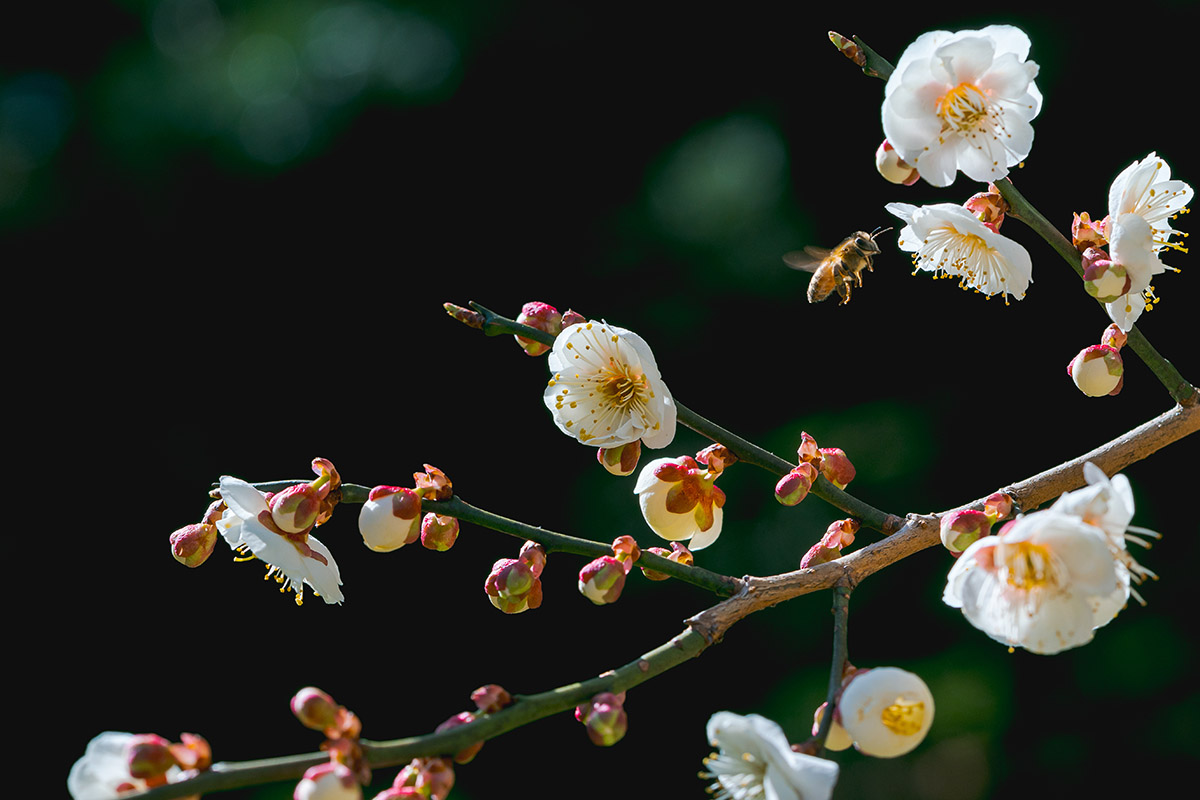 Black and yellow bees visit white flowers along a woody tree stem