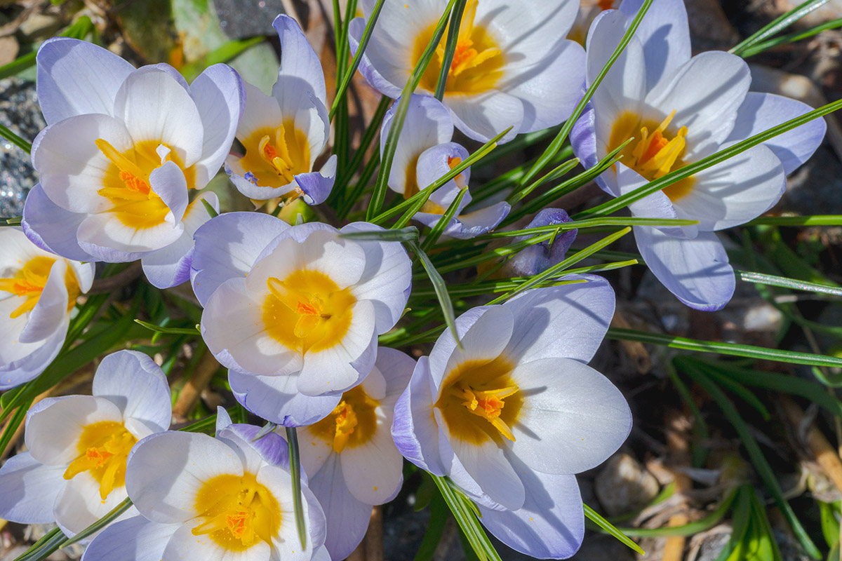 Purple, yellow, and white flowers bloom among green grass