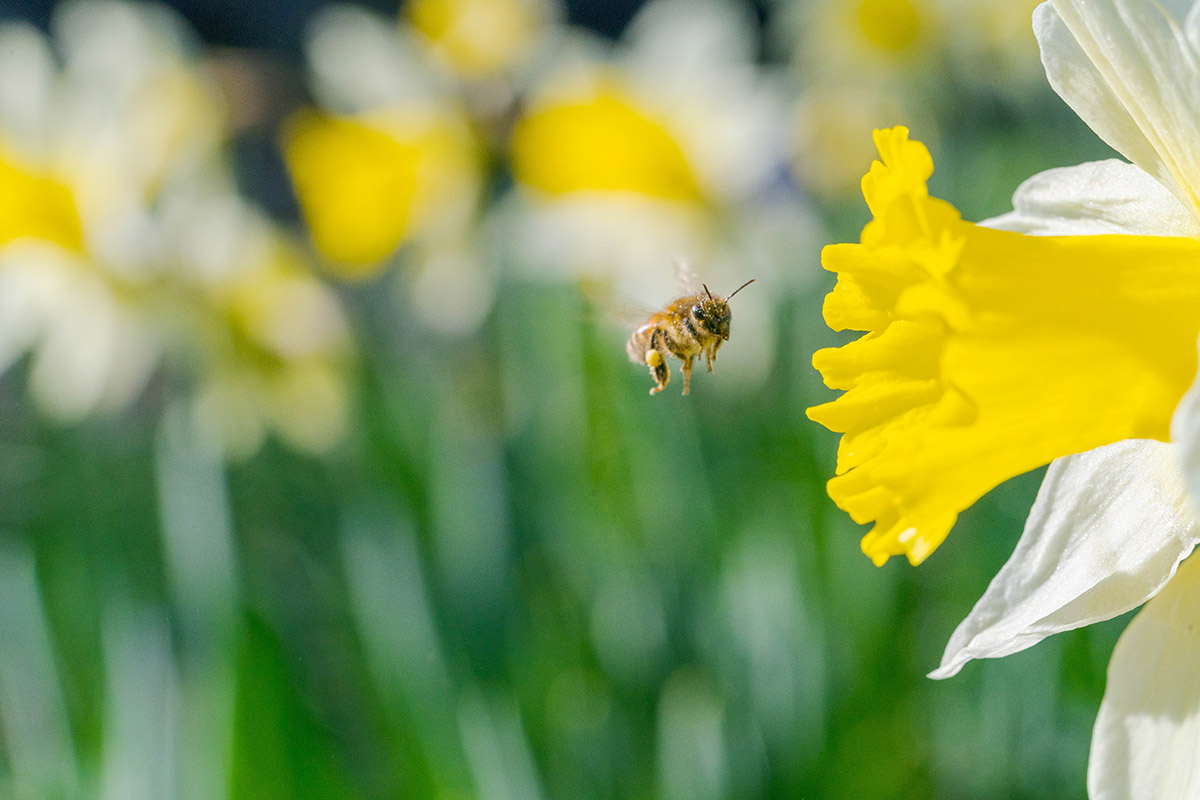 A white and yellow flower being visited by a bee.