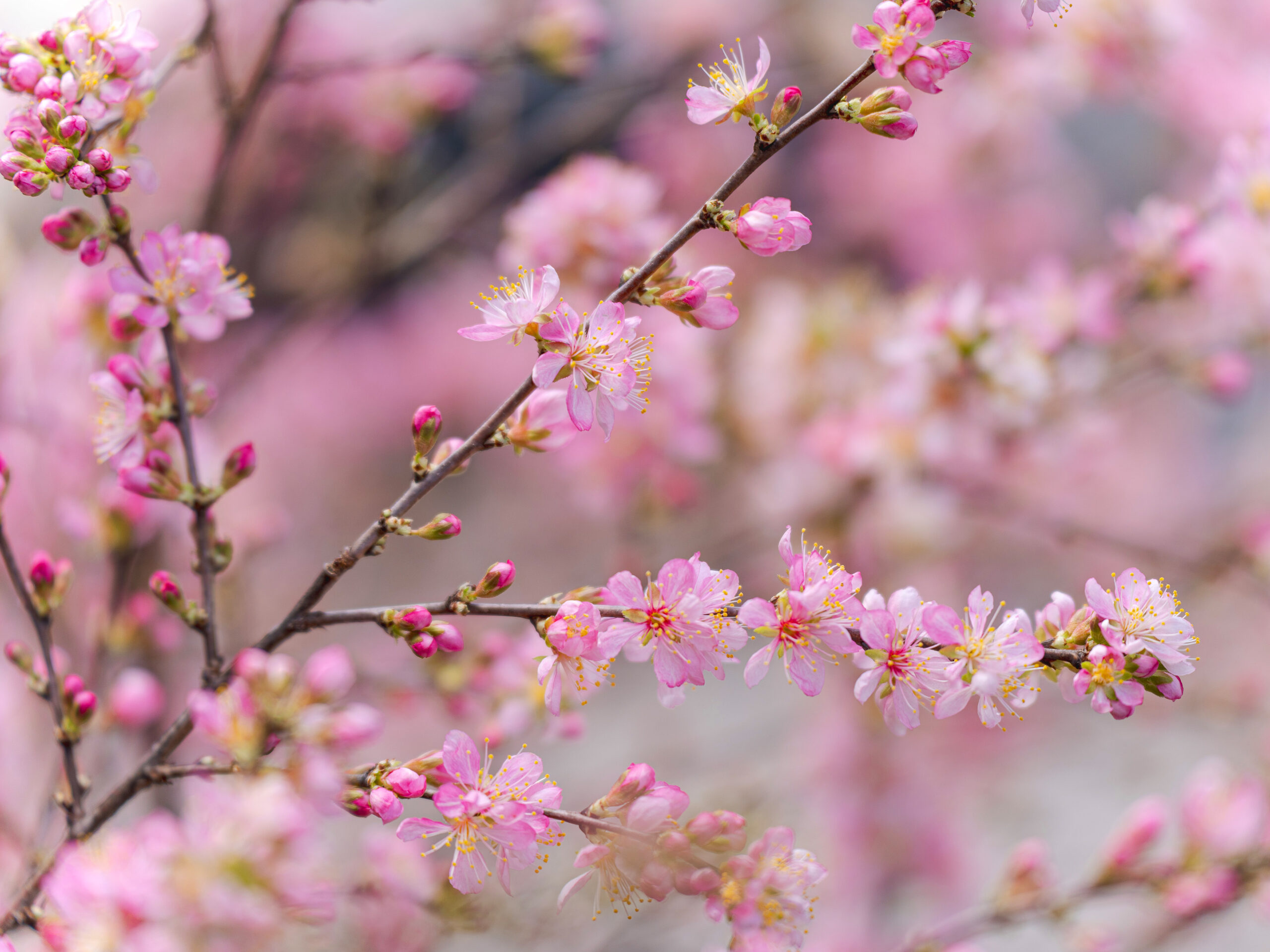 Bright pink flowers bloom along woody stems