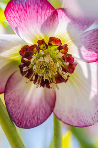 A pink and white flower opens in the sunshine