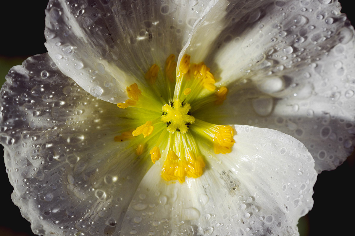 A white and yellow flower covered in dew