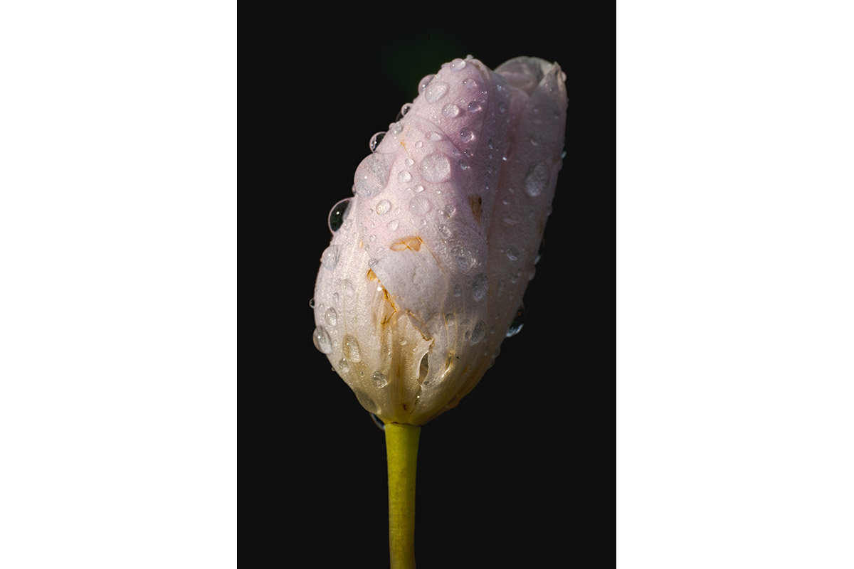 A tightly wrapped flower bud in white, with droplets of dew on its petals