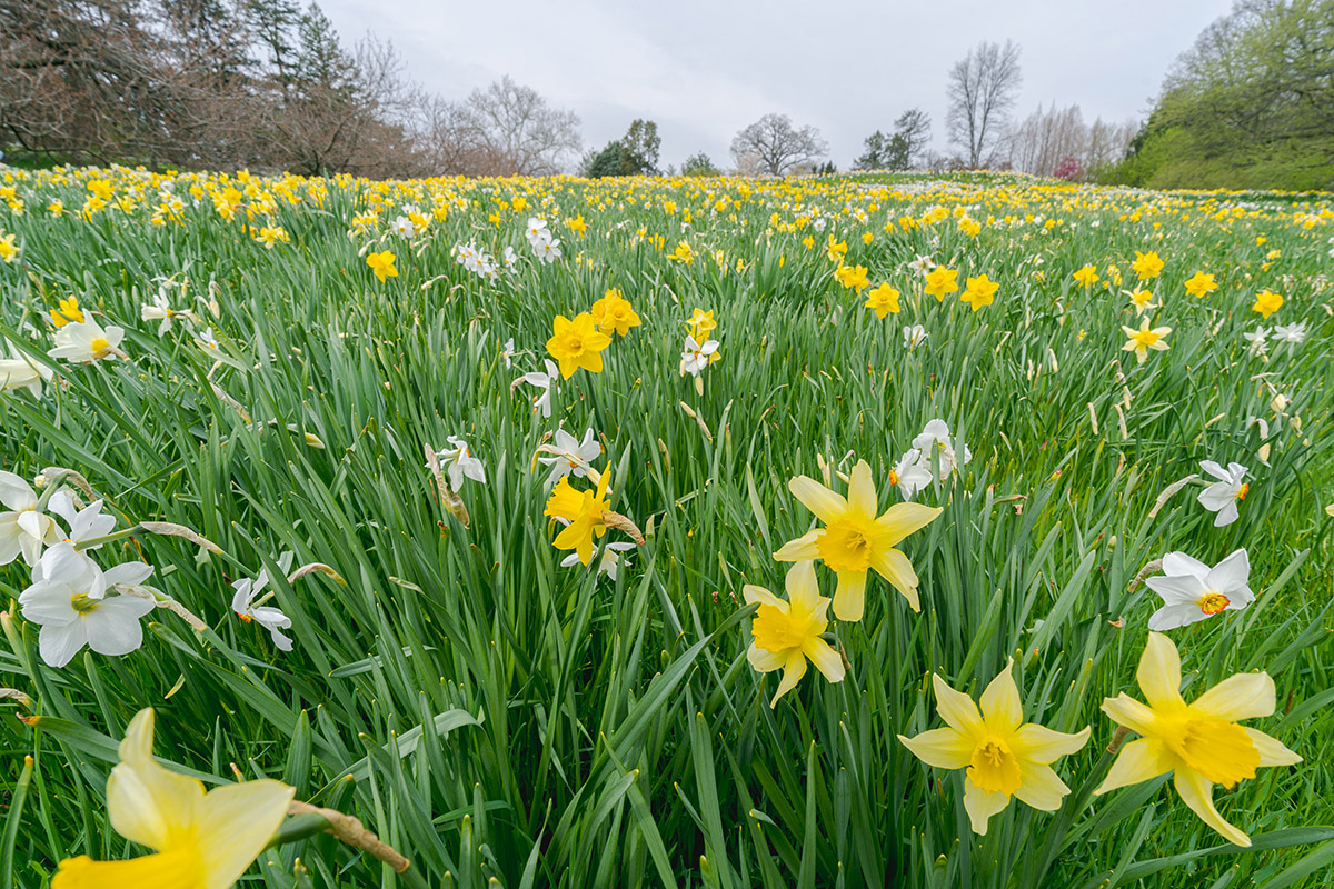 White and yellow flowers blooming among green grass