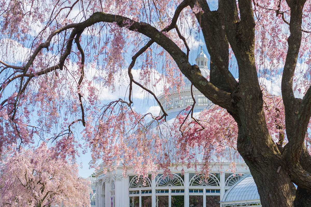 Abundant pink flowers grow on dipping woody tree branches under a blue sky