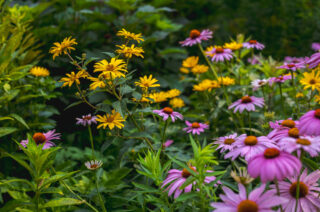 Pink and yellow flowers surrounded by tall grasses.