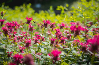 A bee flies toward a bunch of red flowers.