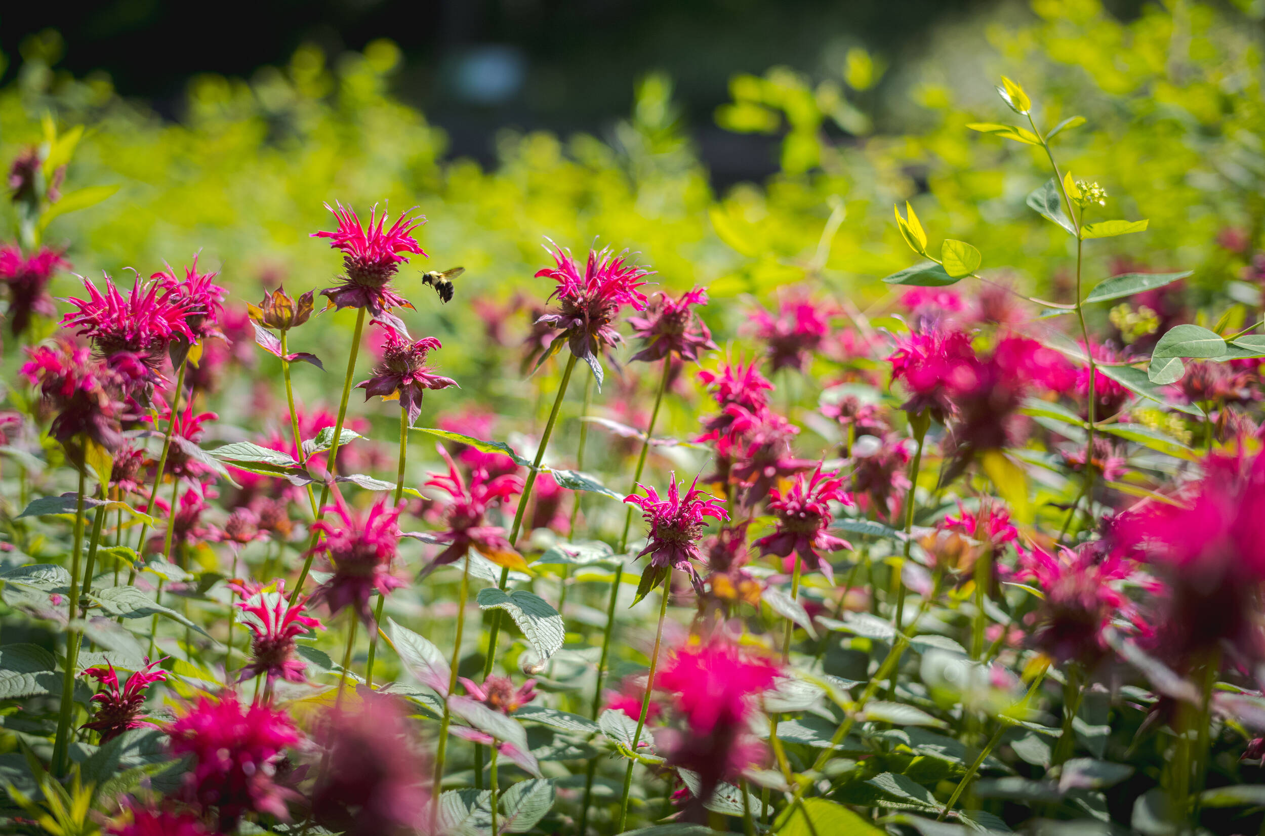 View of Gardening with Native Plants | New York Botanical Garden