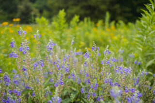 Tall stalks of small purple flowers in a field of tall grasses.